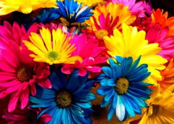 color de las flores