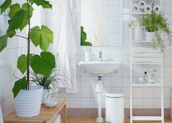 Mejores plantas para colocar en el baño
