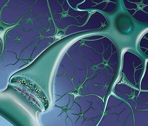 ¿Cómo forman las neuronas recuerdos a un largo plazo?