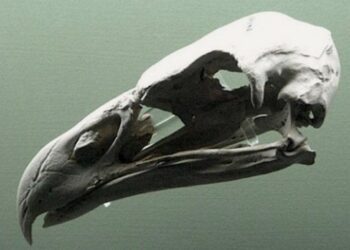 Así era el águila gigante que devoraba órganos y podía cazar humanos