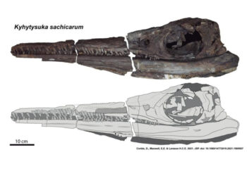 Descubren un ‘lagarto pez’ de 130 millones de años