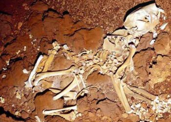 Fósiles de extraña calidad hallados en Australia