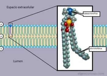 ¿Que son los fosfolípidos y su estructura?
