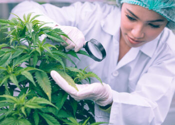 Todo lo que debes saber sobre las diferentes subespecies de marihuana
