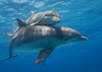 Nado con delfines en Cozumel