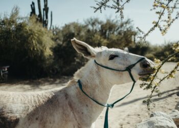 Descubre el Significado y Origen del Nombre Brayan: Todo lo que Necesitas Saber
