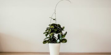 Jardín vertical con plantas verdes decorando una pared interior del hogar