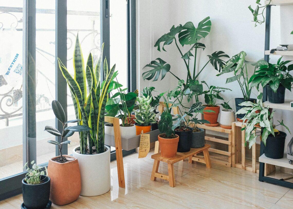 Plantas de interior en macetas decorativas para purificar el aire